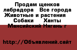 Продам щенков лабрадора - Все города Животные и растения » Собаки   . Ханты-Мансийский,Нягань г.